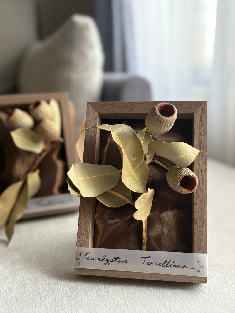自然系生活 干燥植物标本画框∣尤加利 大叶桉 蒴果 - 摆饰 - 植物．花 卡其色