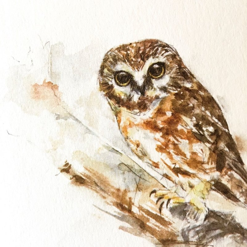 鸟·明信片·0102 - 卡片/明信片 - 纸 