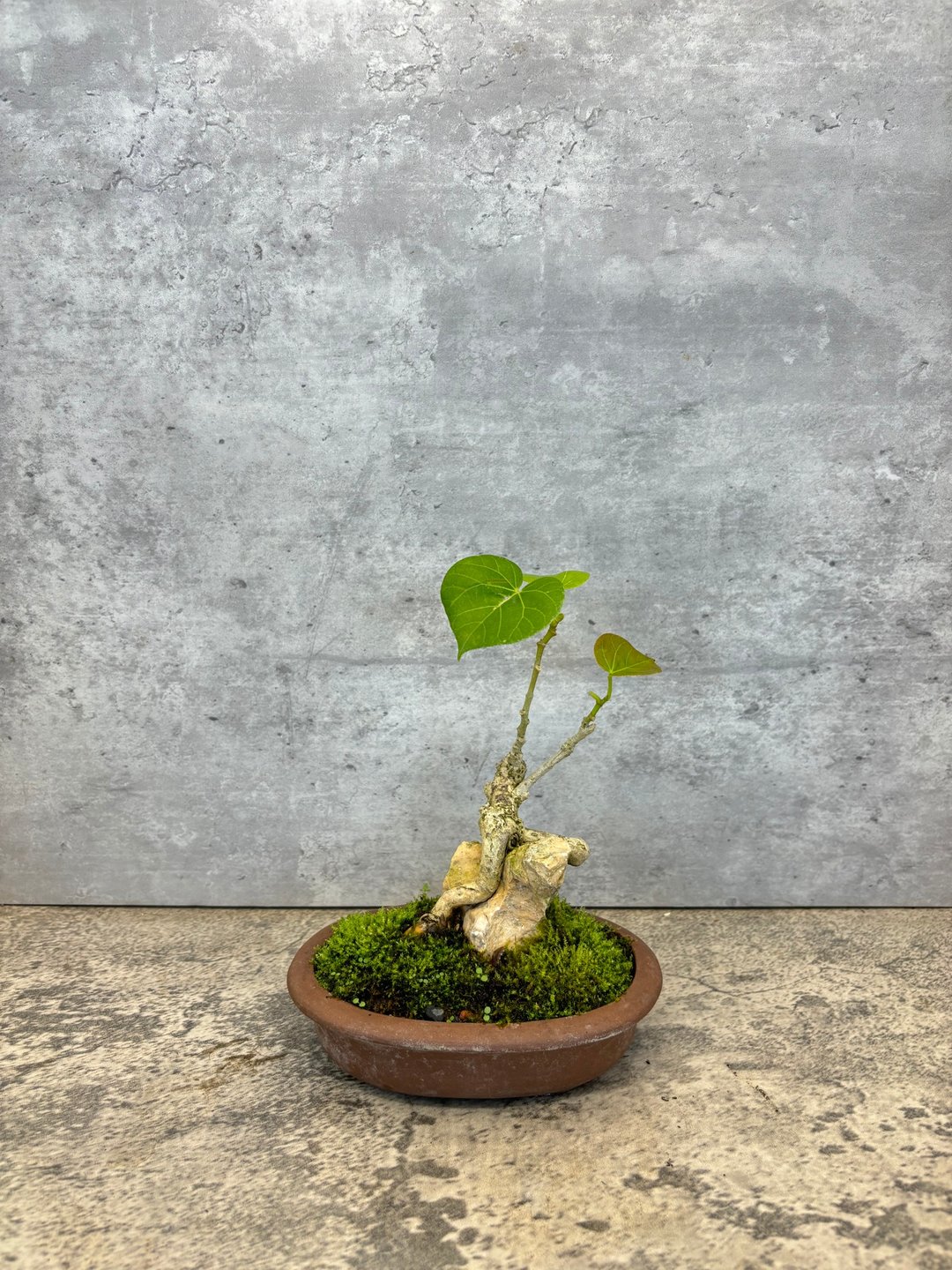 附石黄槿 – 自然共生的静谧美感   植物 盆栽 - 植栽/盆栽 - 植物．花 