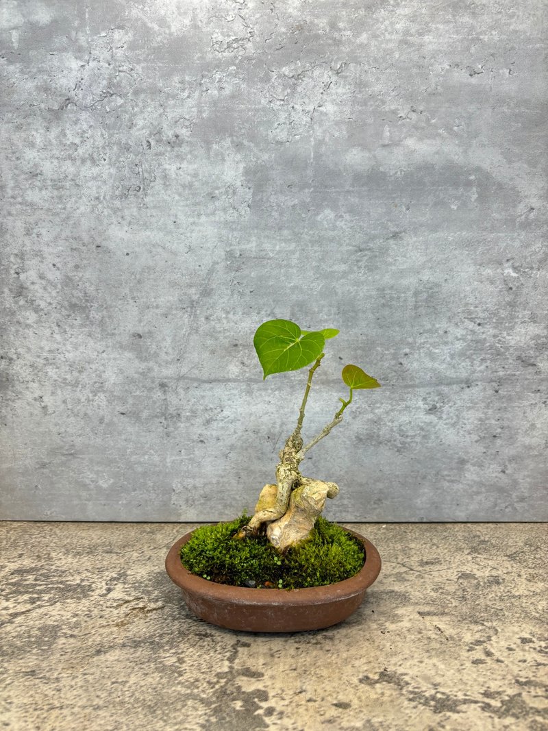 附石黄槿 – 自然共生的静谧美感   植物 盆栽 - 植栽/盆栽 - 植物．花 