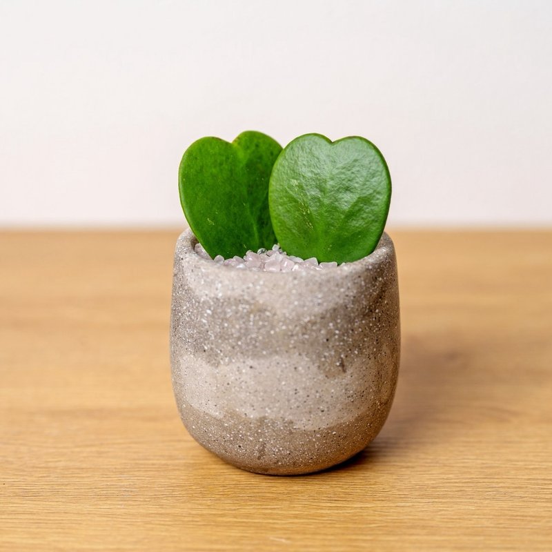 心叶球兰 桌上型水泥盆栽 观叶植物 礼物 盆栽 交换礼物 - 植栽/盆栽 - 植物．花 灰色