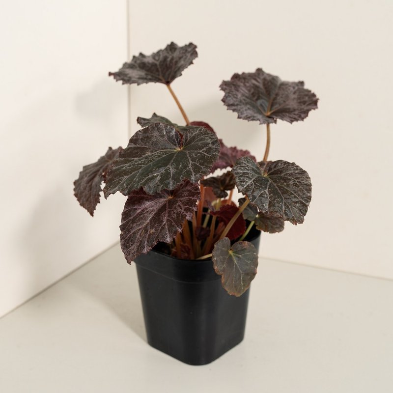 云霞秋海棠 - 植栽/盆栽 - 植物．花 