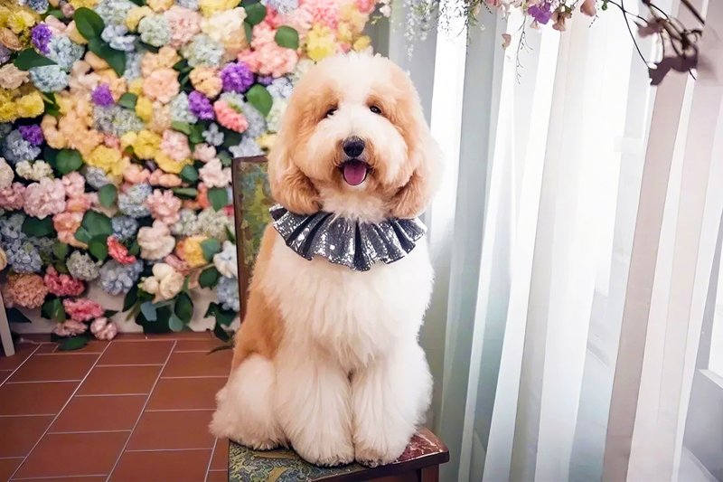 Angel Nina 宠物 围兜 领巾 脖围 - 衣/帽 - 棉．麻 粉红色