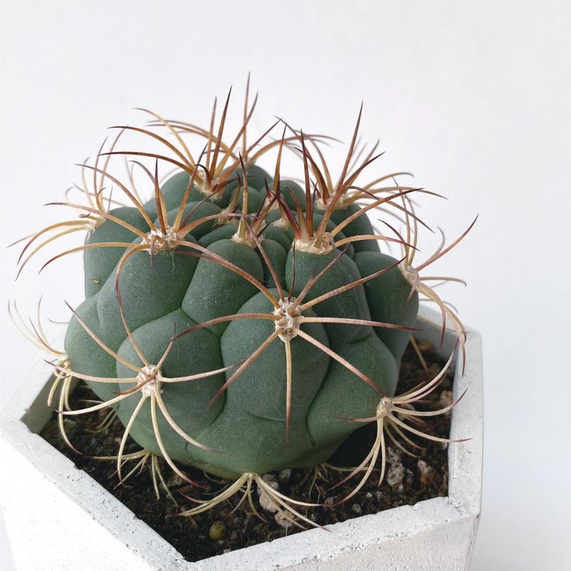 白灰渐层系列 | 新天地 仙人球 六边形水泥仙人掌植栽 - 植栽/盆栽 - 植物．花 灰色