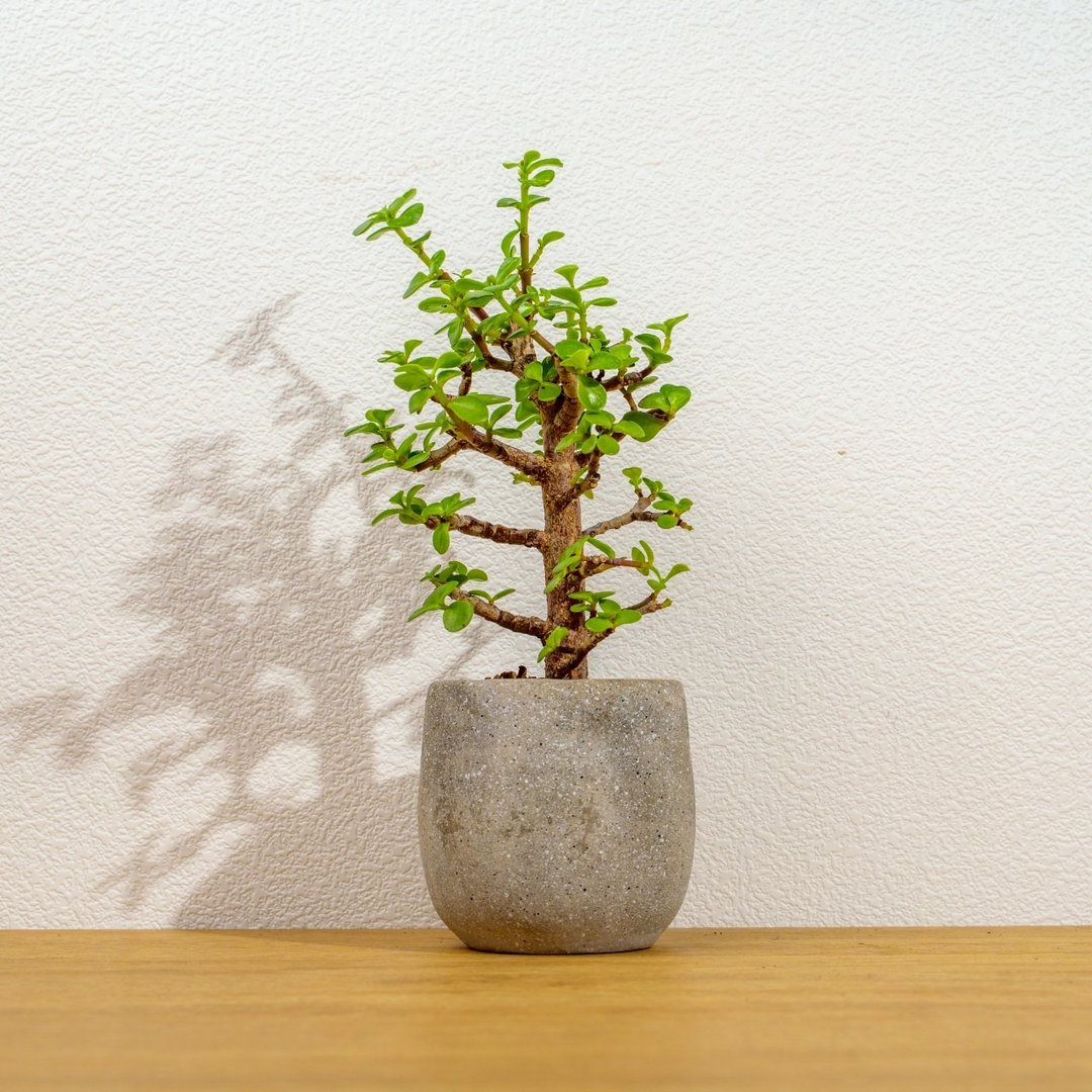 银杏木 桌上型水泥盆栽 观叶植物 礼物 盆栽 交换礼物 办公室小物 - 植栽/盆栽 - 植物．花 