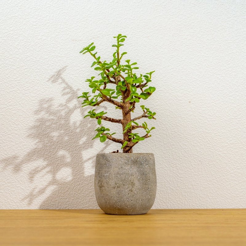 银杏木 桌上型水泥盆栽 观叶植物 礼物 盆栽 交换礼物 办公室小物 - 植栽/盆栽 - 植物．花 