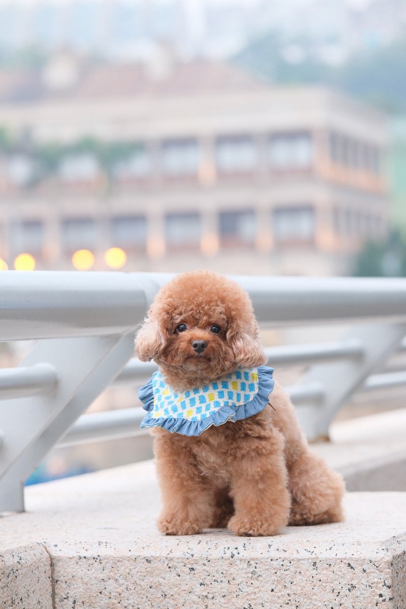 粉红/粉蓝色 gummy bear 花边款 - 项圈/牵绳 - 棉．麻 