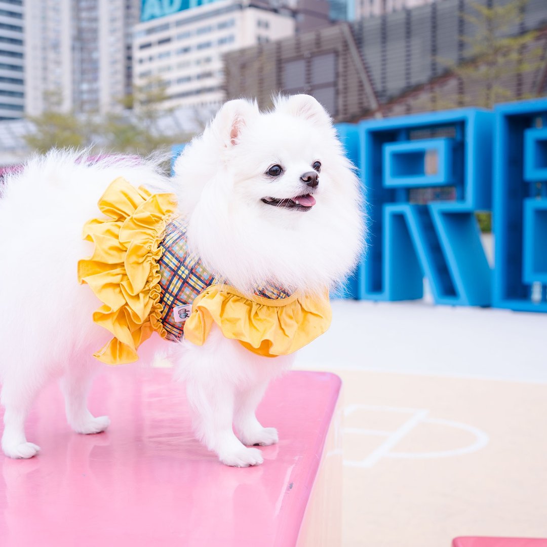 Dog Harness (Tartan) 宠物胸背衣/ 狗狗胸背带/ 不含牵绳 - 衣/帽 - 棉 黄色