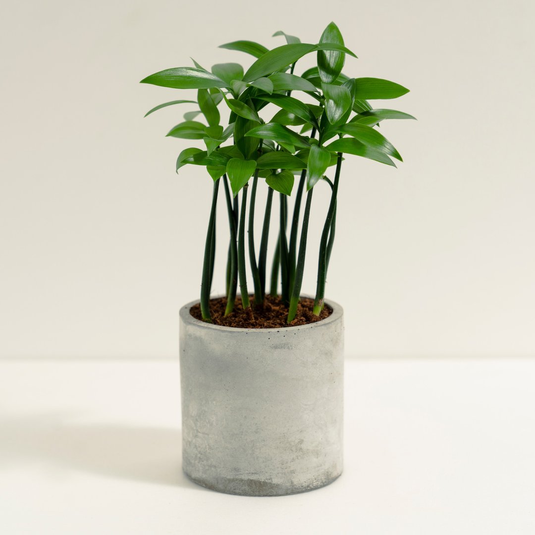 竹柏│泥作系列│福所栽 - 植栽/盆栽 - 水泥 绿色
