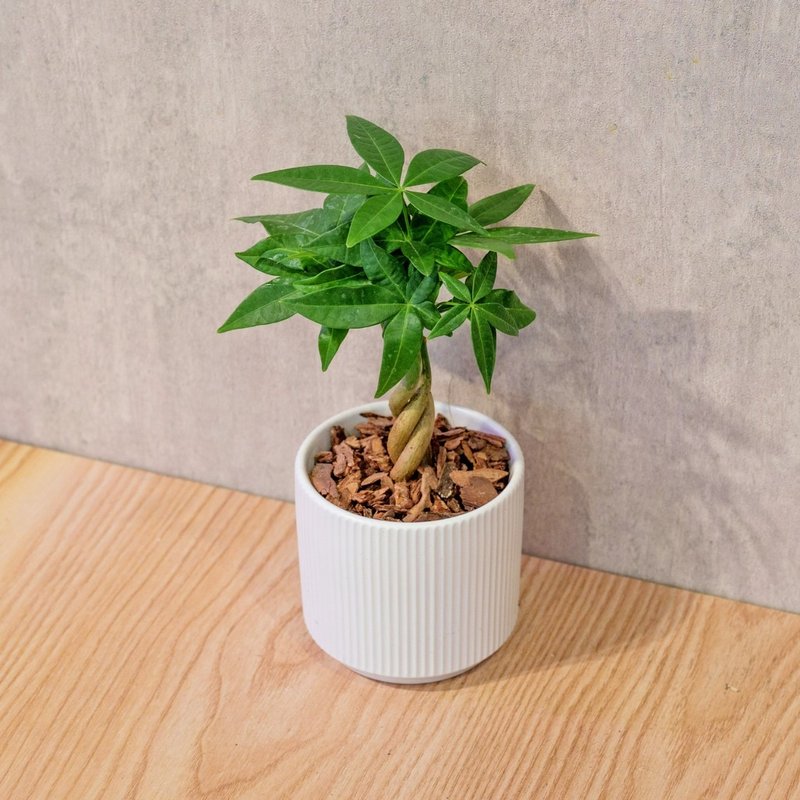 马拉巴栗 莫兰迪色系直纹陶盆 室内植物 观叶植物 礼物 盆栽 - 植栽/盆栽 - 植物．花 白色