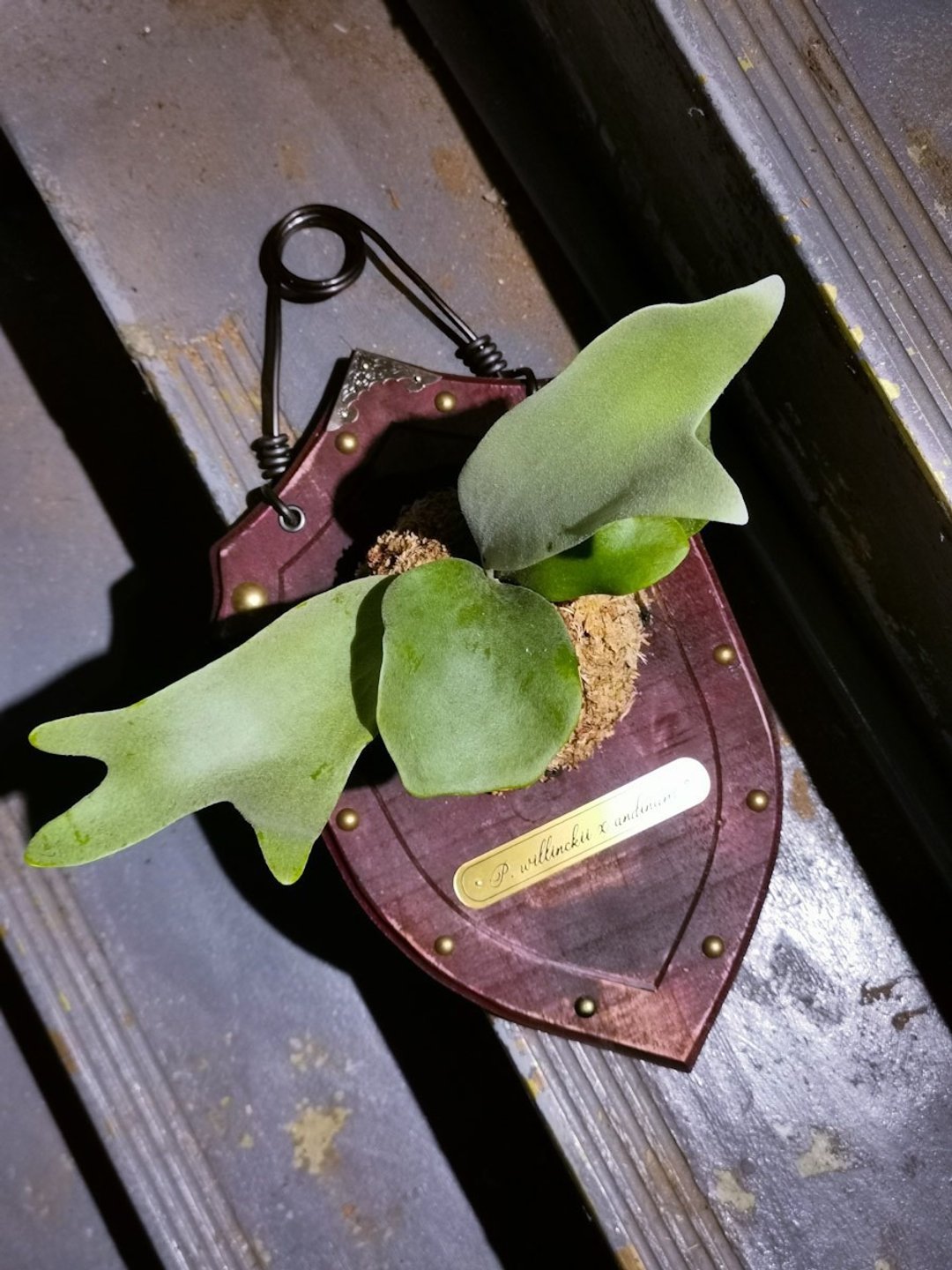 特殊品种鹿角蕨结合工业风手作木盾 - 其他 - 植物．花 