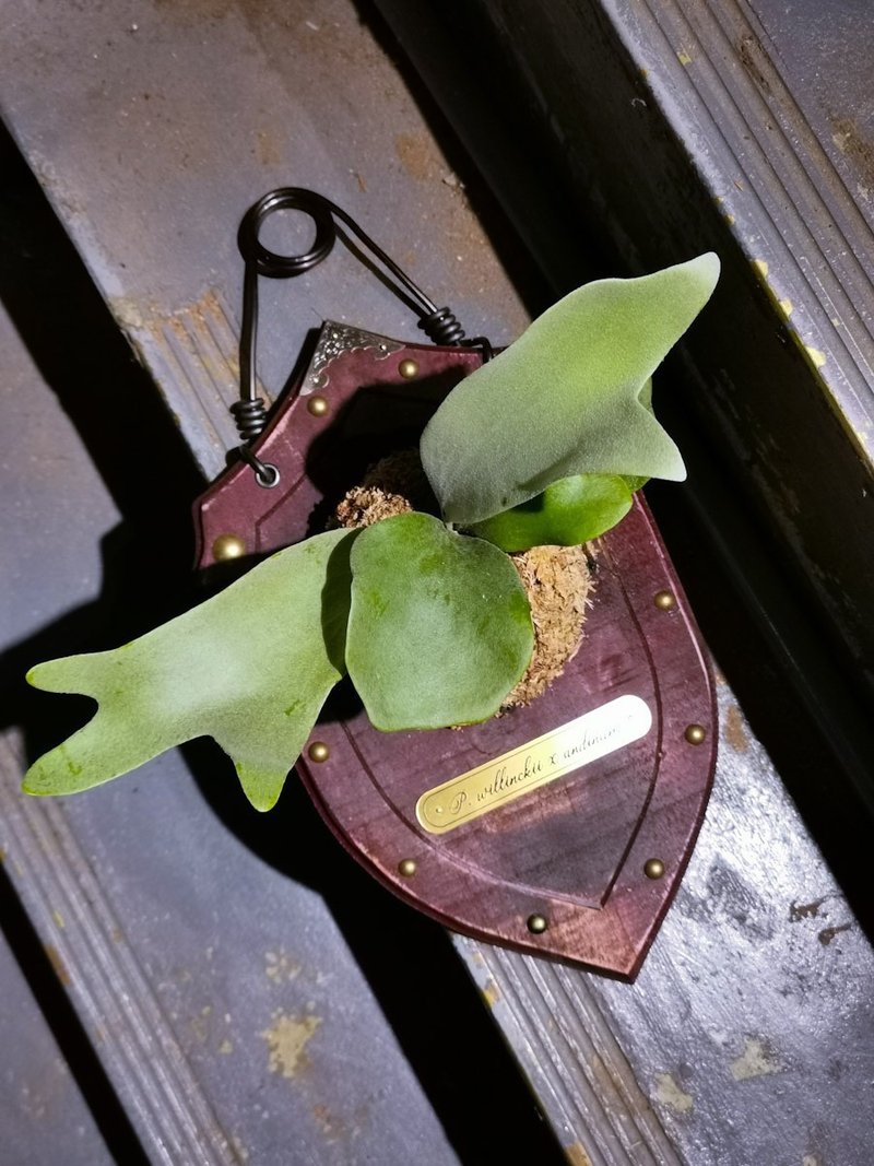 特殊品种鹿角蕨结合工业风手作木盾 - 其他 - 植物．花 