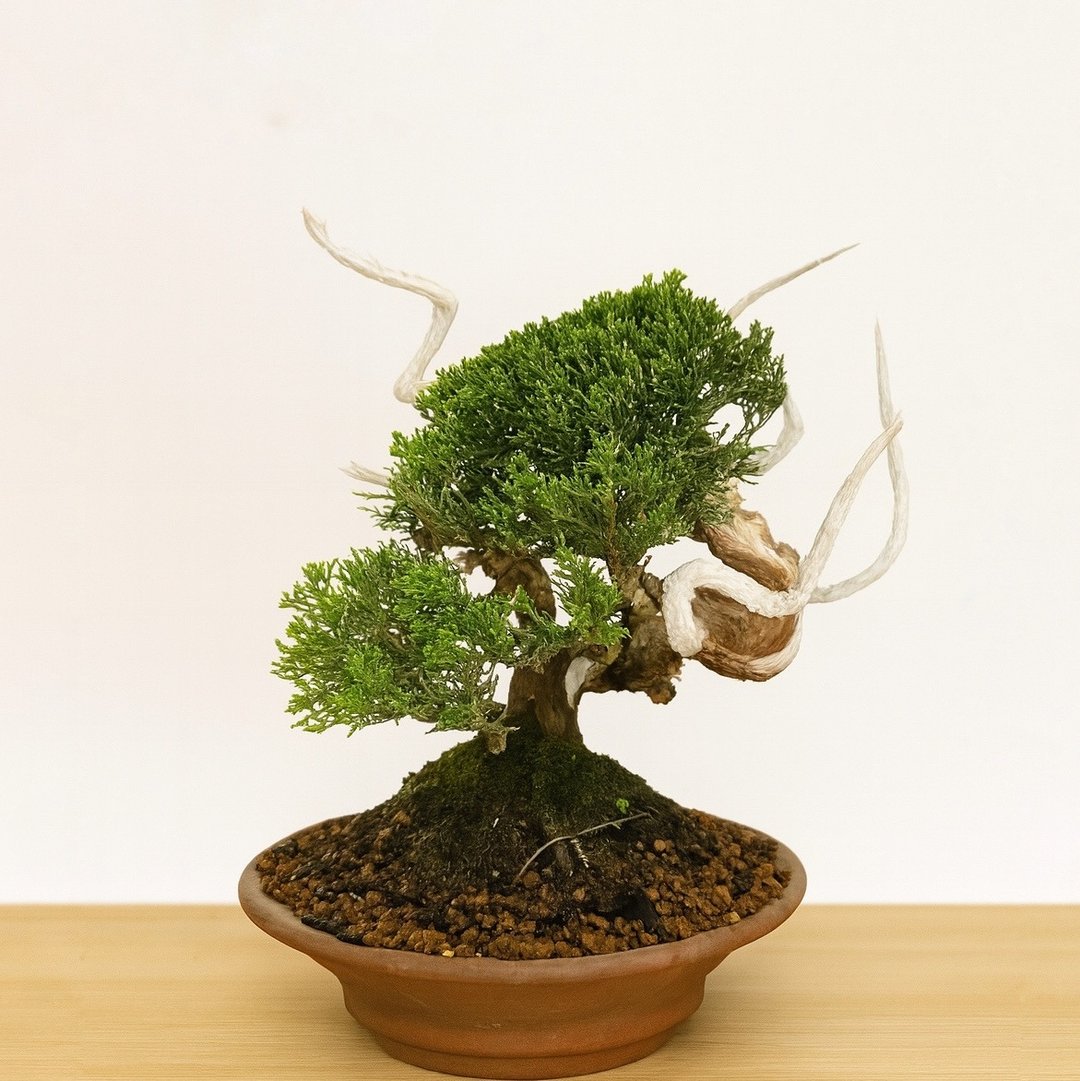 小品盆栽・系鱼川真柏・シンパク - 植栽/盆栽 - 植物．花 