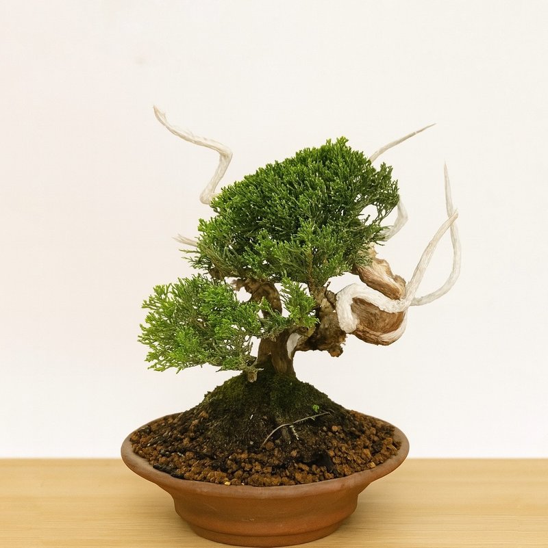 小品盆栽・系鱼川真柏・シンパク - 植栽/盆栽 - 植物．花 