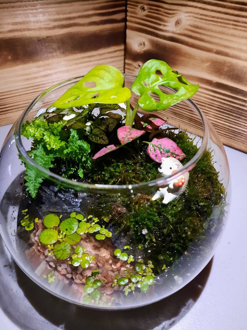 【苔疗愈】 水陆景观生态瓶材料包 - 植栽/盆栽 - 植物．花 绿色