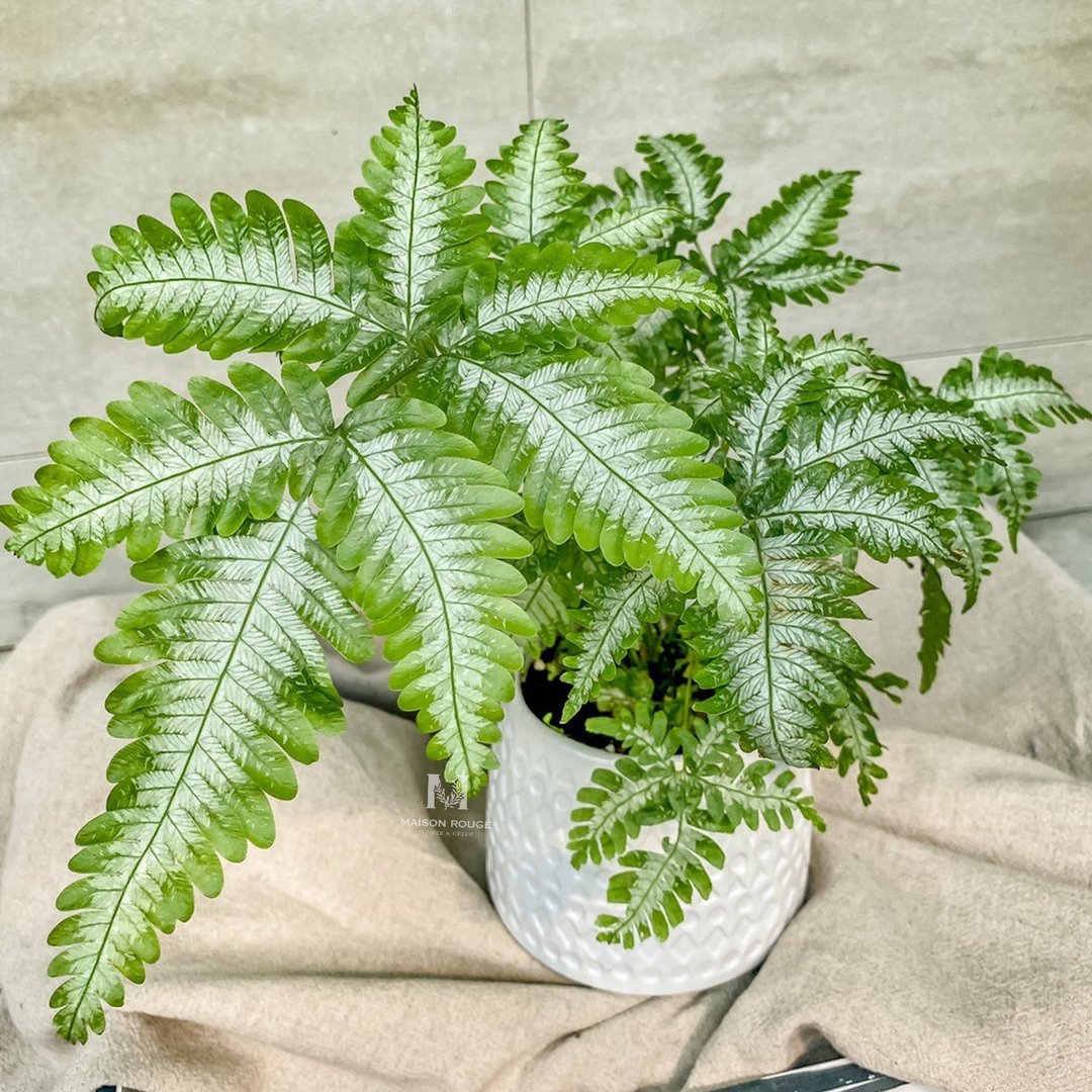 蕨对爱上你・凤尾蕨・绿色植栽 - 植栽/盆栽 - 植物．花 