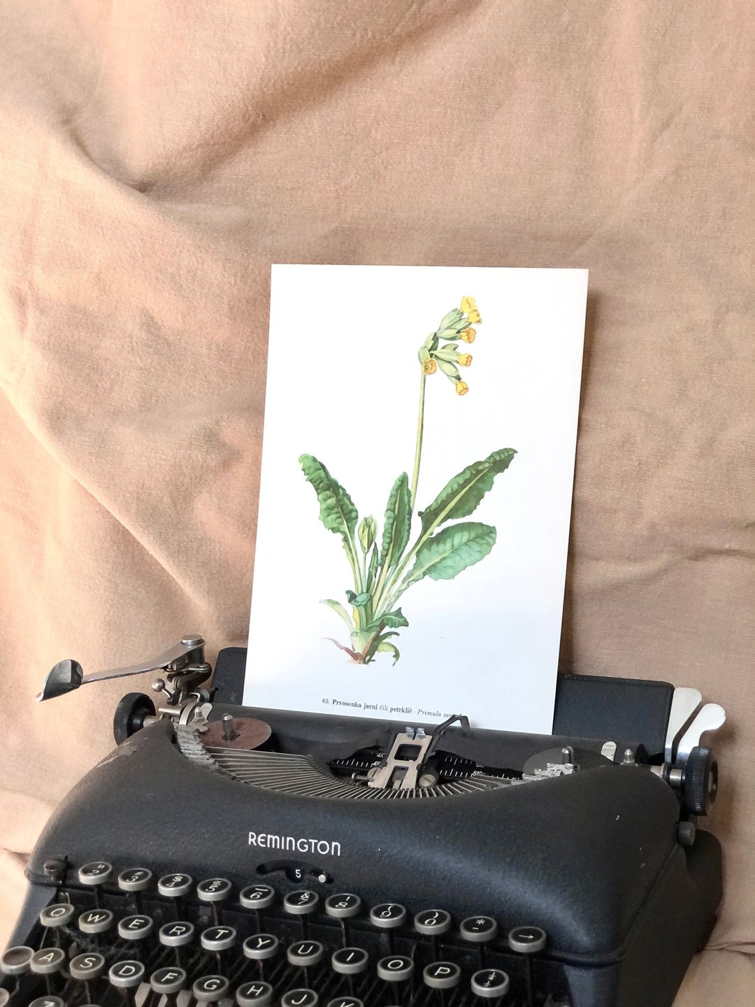 Vintage 捷克植物手绘图鉴 - 黄花九轮草 Primula veris - 墙贴/壁贴 - 纸 