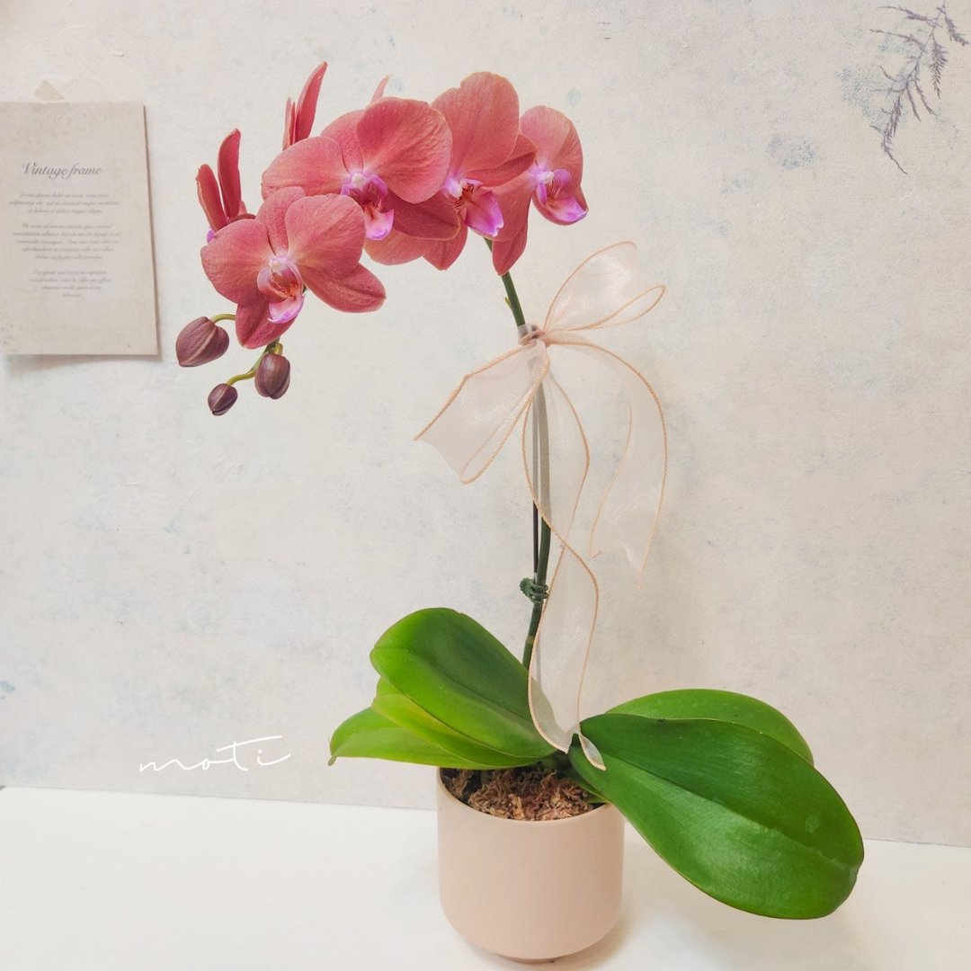 蝴蝶兰植栽【限店面自取/双北专送】新年送礼 开幕升迁 新居落成 - 植栽/盆栽 - 植物．花 粉红色