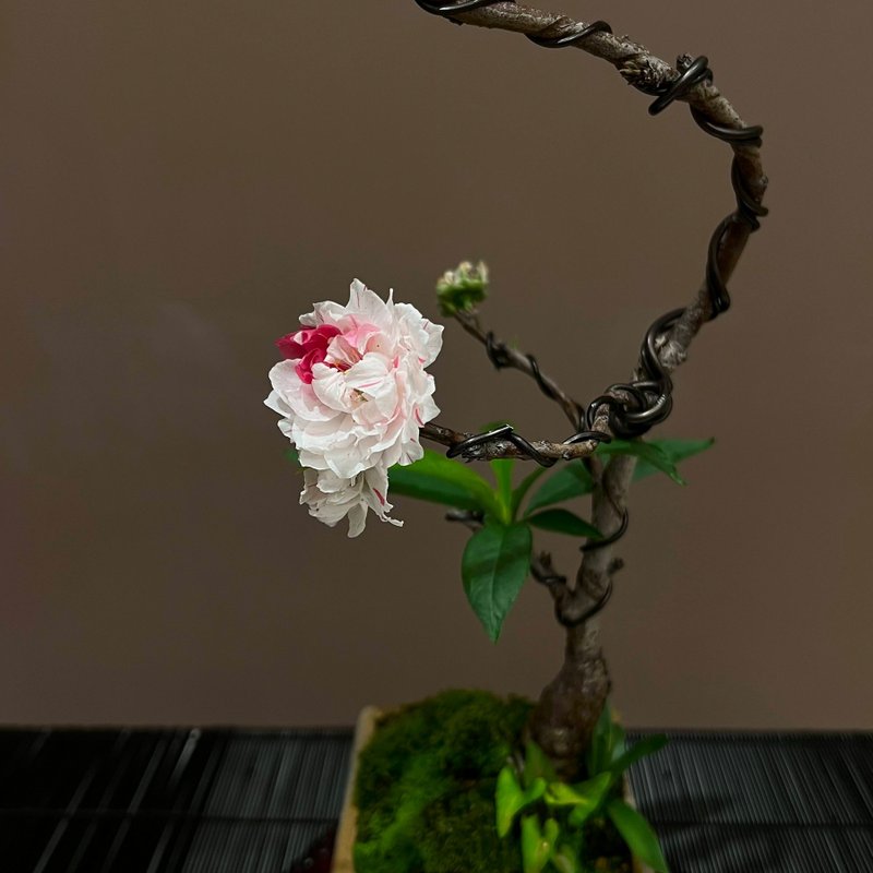 源平桃花 げんぺいもも∣中品盆栽 开花中 - 植栽/盆栽 - 陶 