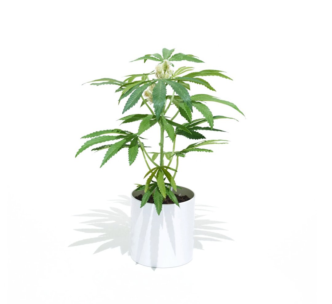 Pot Plant Teen仿真大麻小株盆栽(白圆盆) - 植栽/盆栽 - 其他材质 绿色