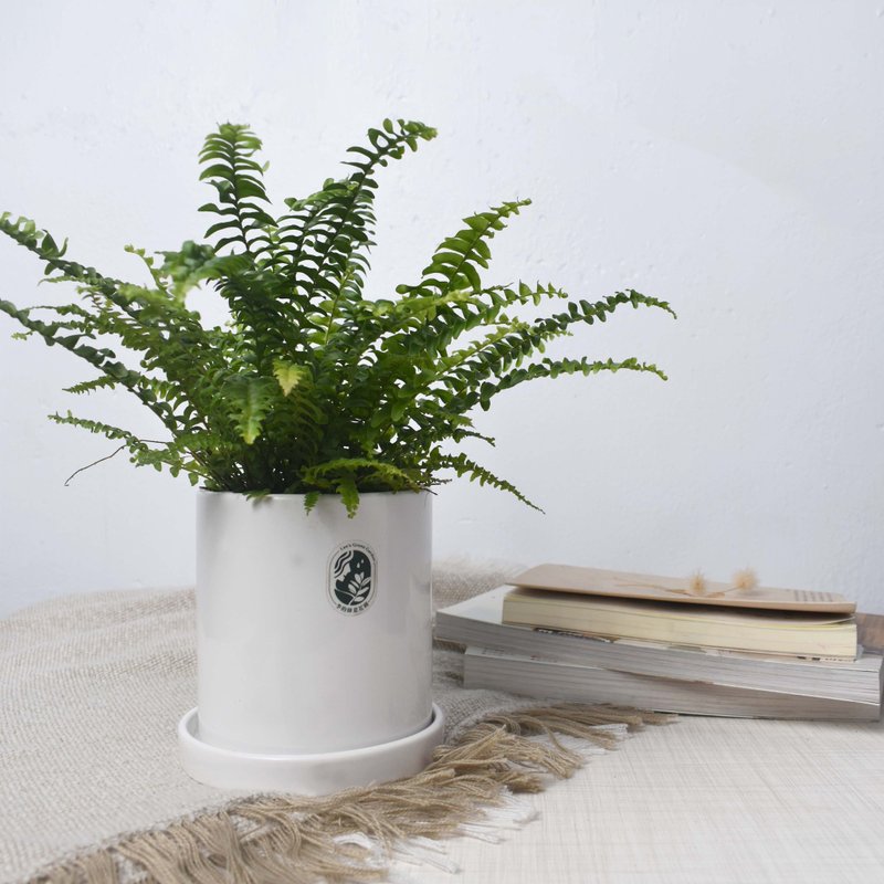 李的绿意花园 波士顿肾蕨 蕾丝蕨 澎澎蕨 黄金肾蕨 净化空气 新手 - 植栽/盆栽 - 植物．花 透明