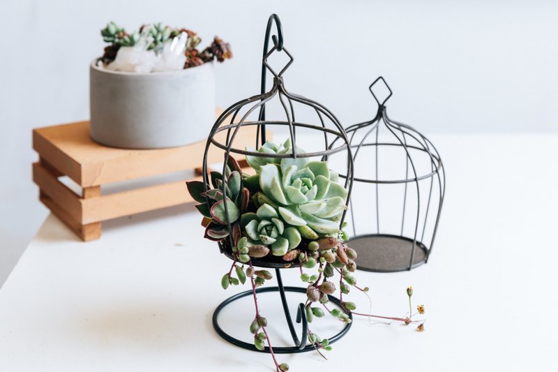 多肉鸟笼 掌心里的森林 植栽体验课 - 植栽 - 植物．花 