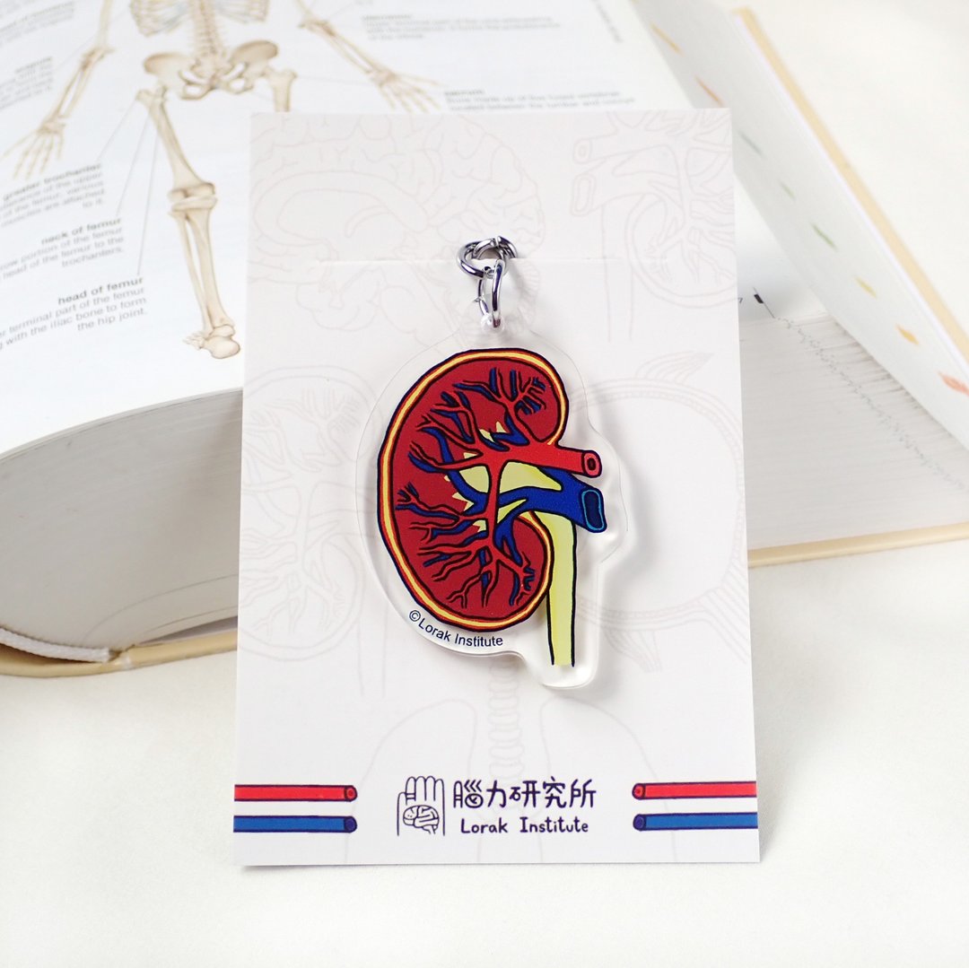 肾脏 器官锁匙扣  钥匙圈科学 毕业 - 钥匙链/钥匙包 - 塑料 