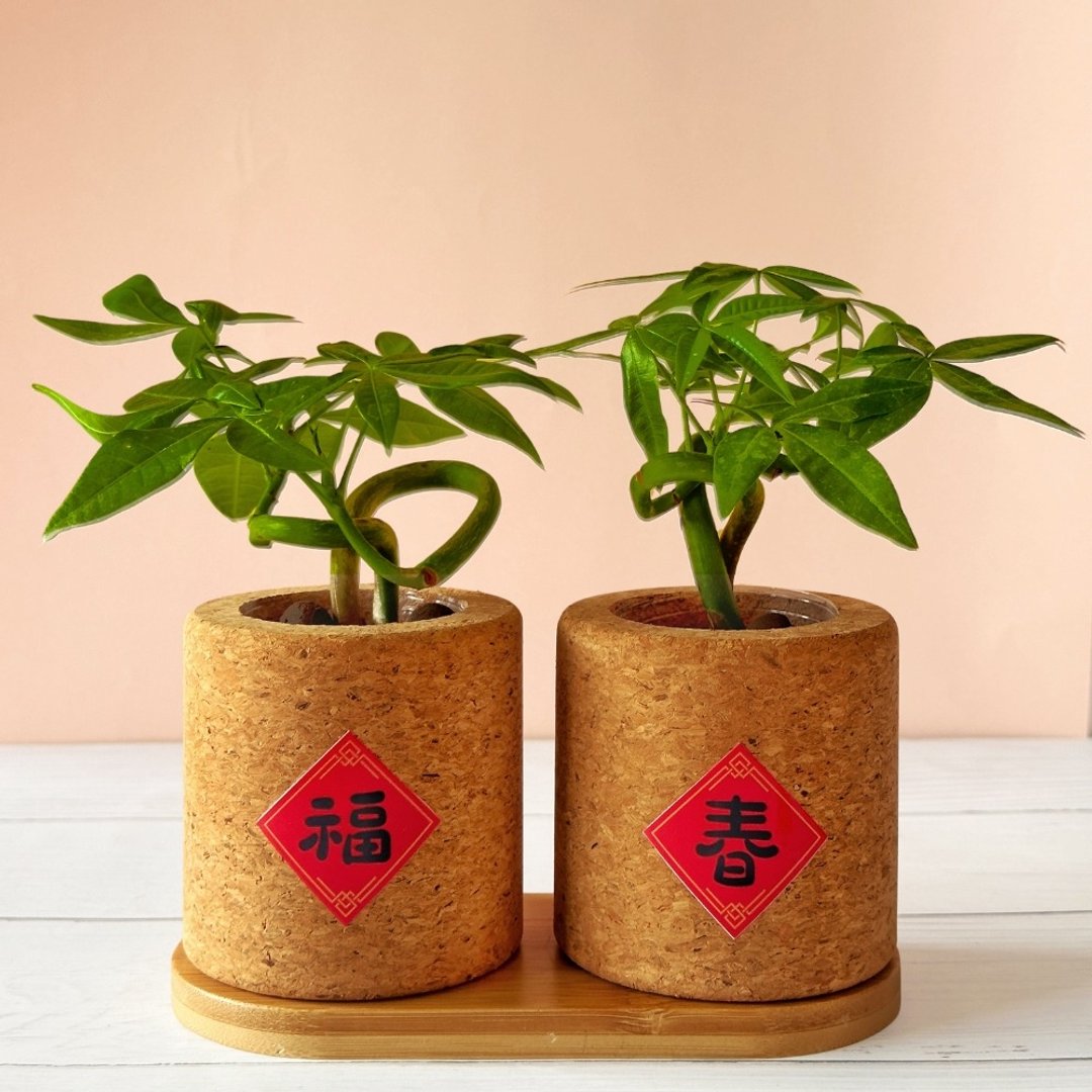2026新春招财环保软木盆栽 发财树 办公室盆栽 新春开运盆栽 - 植栽/盆栽 - 软木/水松木 咖啡色