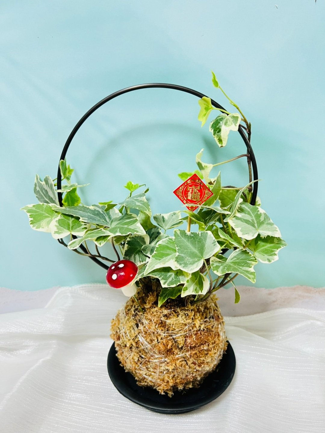 虎年圆圆满满水苔球 森林系壁植 室内文青植栽 - 植栽/盆栽 - 其他材质 咖啡色