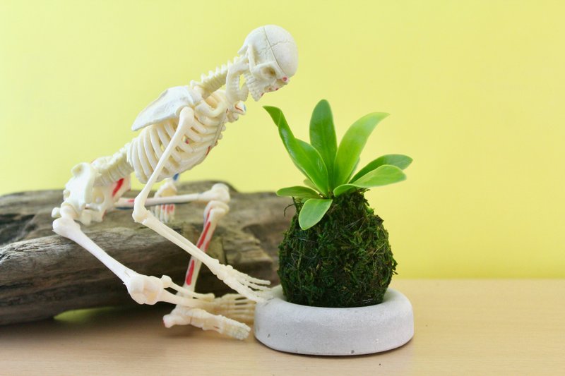 森林系 苔球-小(含底座) 当季蕨类 山苏 观叶 - 植栽/盆栽 - 植物．花 绿色