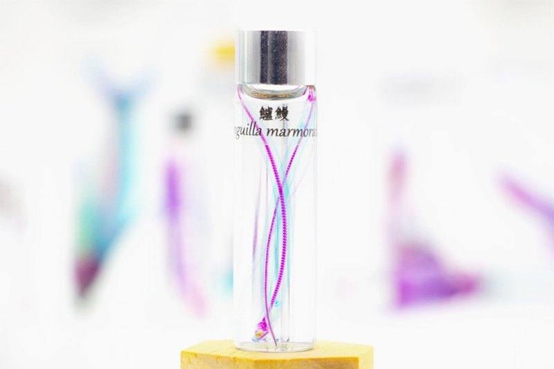 透明生物标本 - 鲈鳗 Anguilla marmorata - 摆饰 - 玻璃 