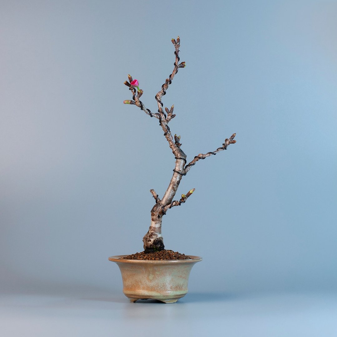 【日本植物】关山樱 观花植物 小品盆栽 - 植栽/盆栽 - 植物．花 
