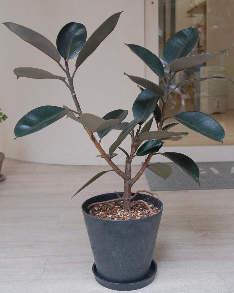 黑金刚橡胶树 - 植栽/盆栽 - 植物．花 