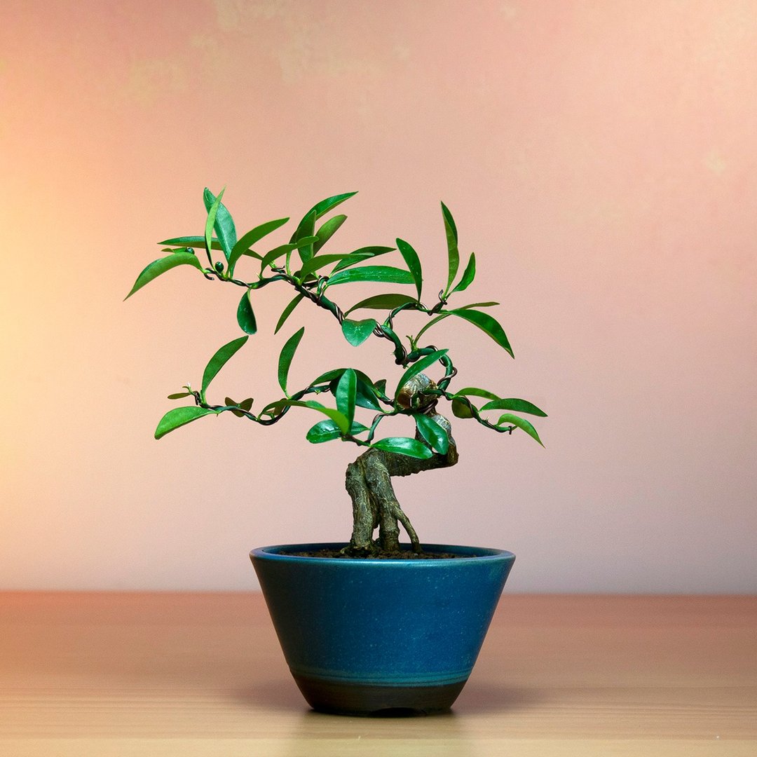 【阳台植物】金豆柑 花果盆景 庭院 花圃植物 - 植栽/盆栽 - 植物．花 