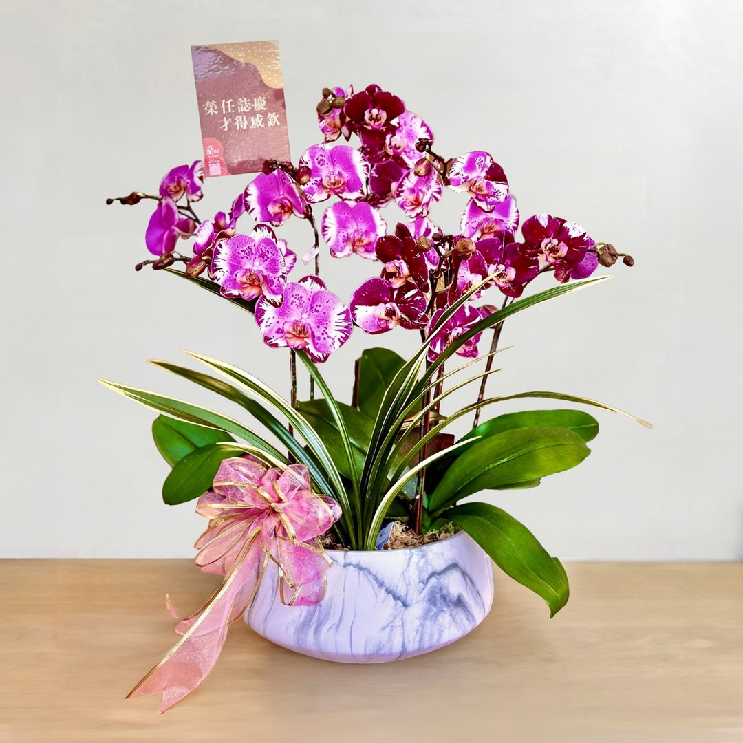 独家设计│紫色盆花 开幕盆花 升迁花礼【 限斗六配送 】 - 植栽/盆栽 - 植物．花 紫色