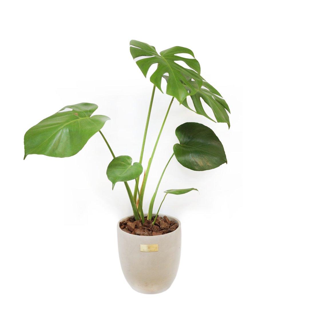开幕贺礼、新居落成│中大型景观植栽│龟背芋、电信兰 - 植栽/盆栽 - 植物．花 