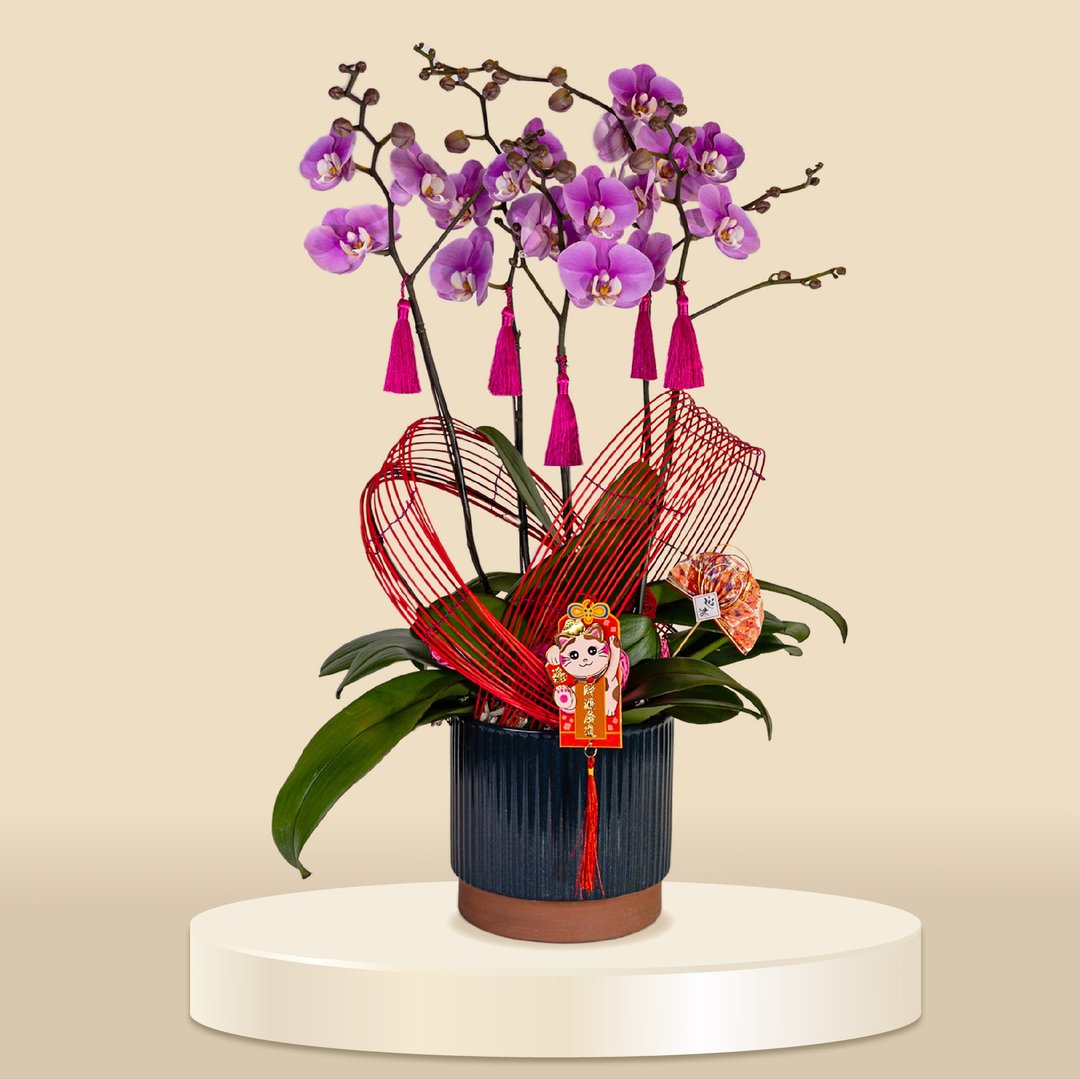 大花蝴蝶兰安娜5棵 (1137) 兰花 新春兰花 年花 自家兰花园种植 - 植栽/盆栽 - 植物．花 
