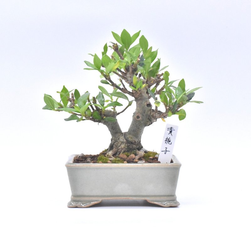 矮霸黄栀子 - 植栽/盆栽 - 植物．花 