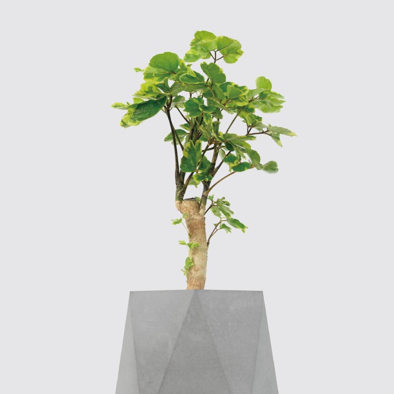 │ 水泥系列 │ 黄金福禄桐 - 防水清水模 水耕盆栽 自动喝水 - 植栽/盆栽 - 植物．花 灰色