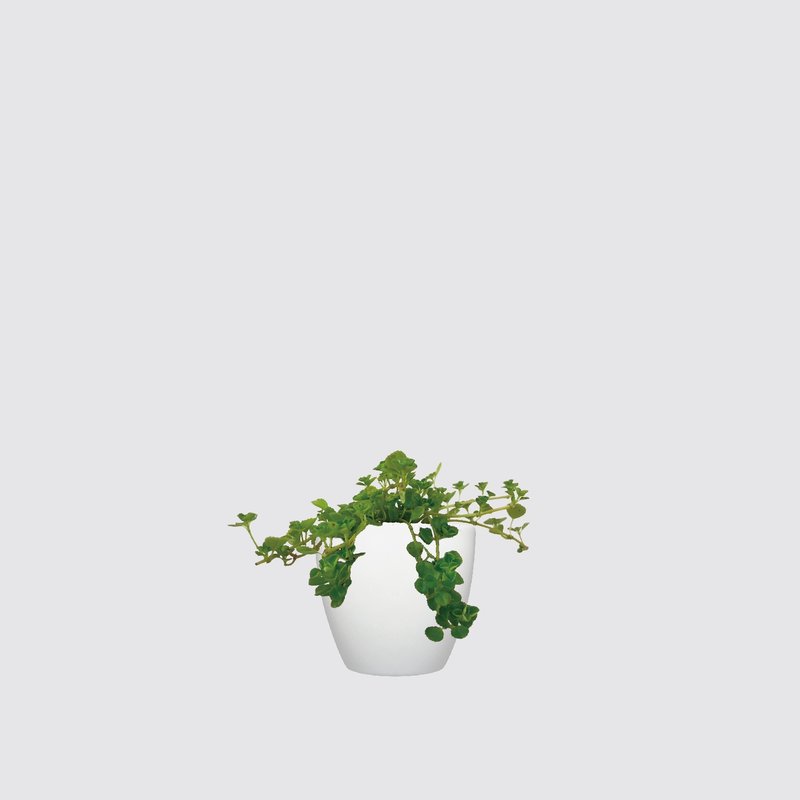 │ 犀力系列 │婴儿泪 - 宠物友善 垂吊 耐摔器皿 室内 水耕盆栽 - 植栽/盆栽 - 植物．花 