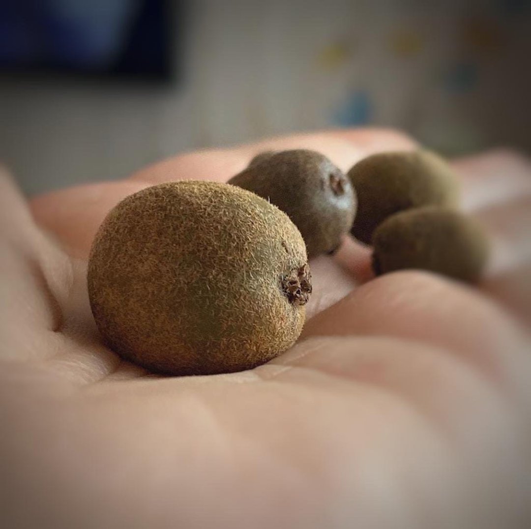 Miniature kiwi whole. TUTORIAL polymer clay Mini kiwi. Fake fruit. 教程. 微型. 微型猕猴桃 - 线上课程/教学影片 - 其他材质 