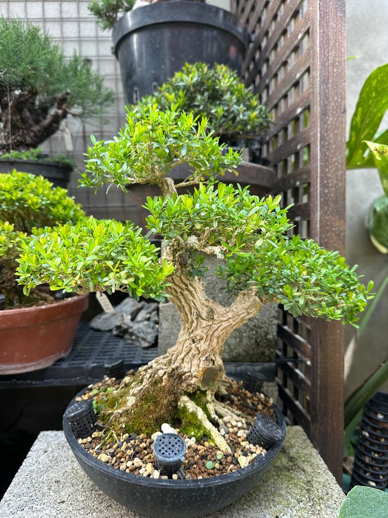 小品盆栽・雀舌黄杨 - 植栽/盆栽 - 植物．花 
