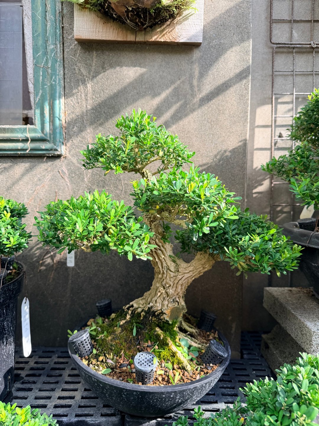 雅致盆栽首选・小品盆栽・雀舌黄杨 - 植栽/盆栽 - 植物．花 