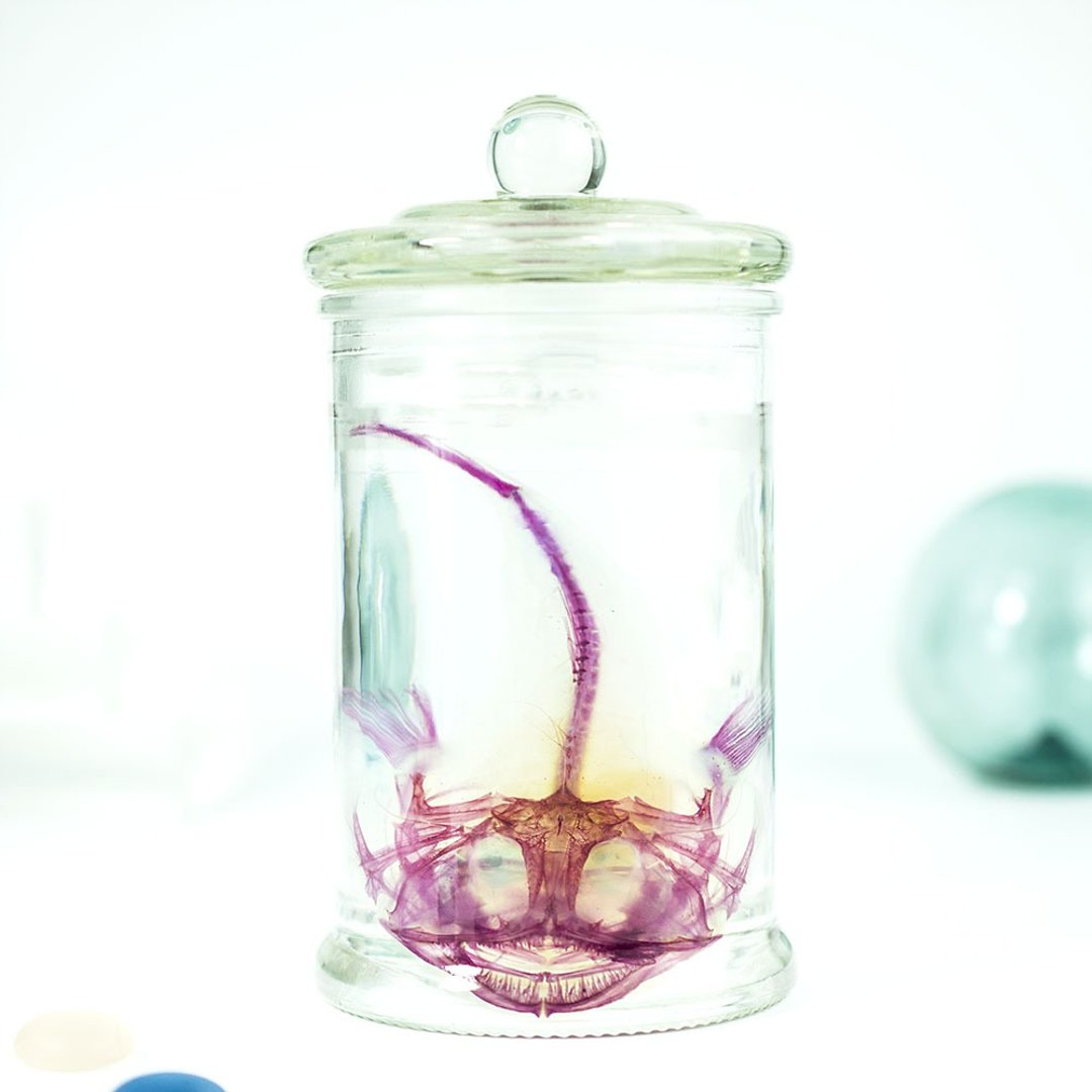 透明标本 鮟鱇鱼 鱼类标本 台湾海洋生物 - 摆饰 - 玻璃 红色