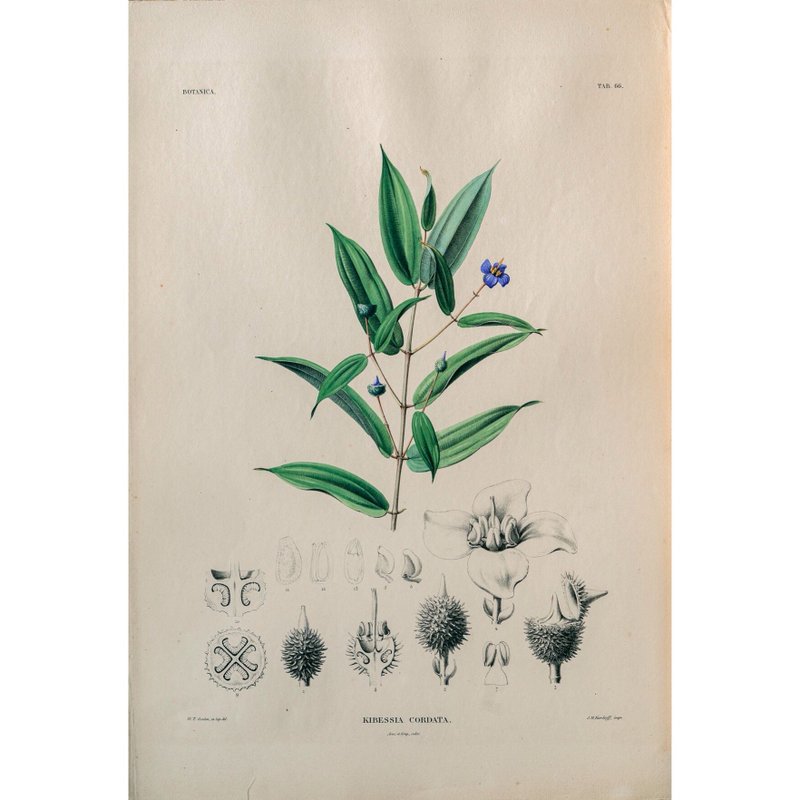 野牡丹科植物 Kibessia Cordata - 植物图鉴-版画 - 海报/装饰画/版画 - 纸 