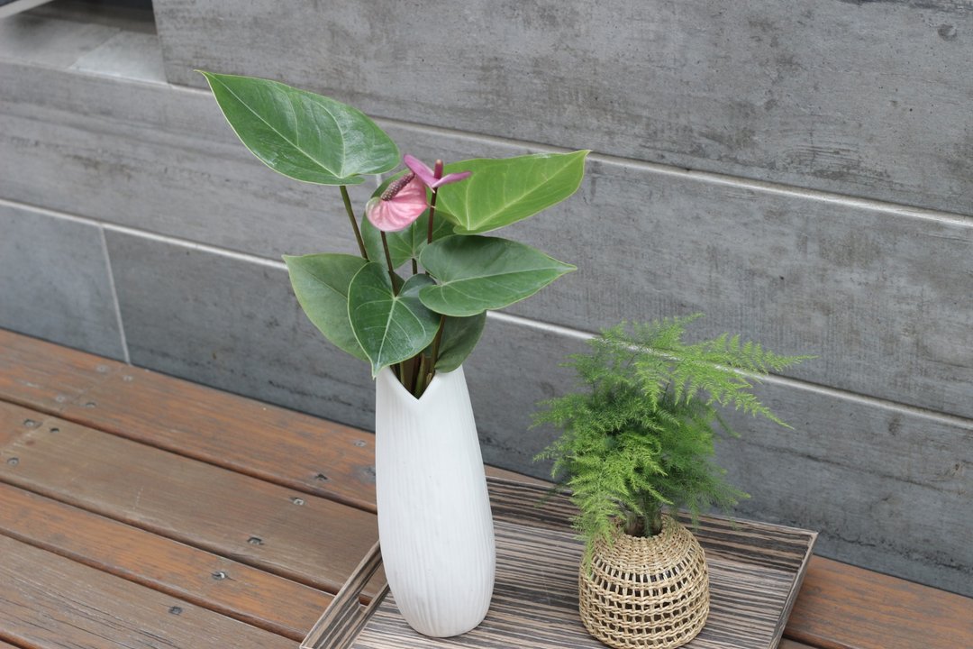 水培植栽│紫色火鹤花_室内植物 办公室盆栽  店内布置  送礼 - 植栽/盆栽 - 陶 
