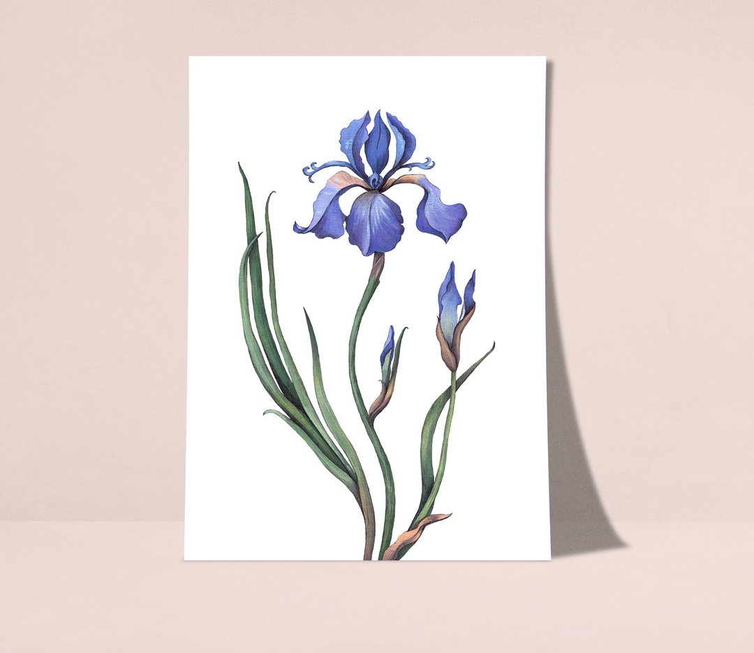 鸢尾花海报数码 JPEG 可打印墙面画廊墙面艺术鸢尾花印刷品 - 电子手绘真人画像/绘画/插画 - 其他材质 