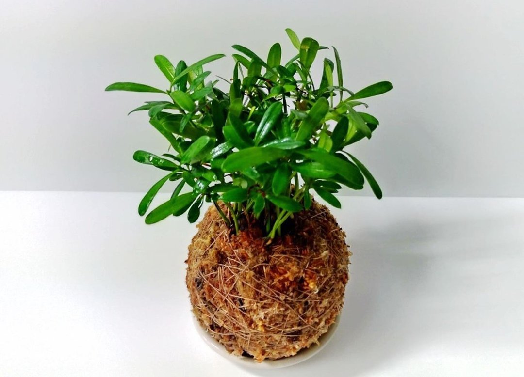 居家幸福苔球 苔玉 智利原色水苔 五行幸运植物 罗汉松 - 植栽 - 植物．花 