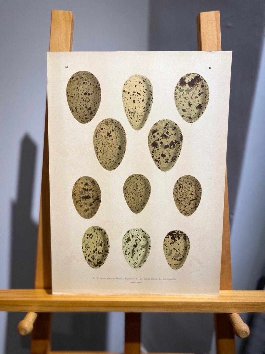 古董 19 世纪德国欧洲鸟蛋石版画图鉴 - 海报/装饰画/版画 - 纸 