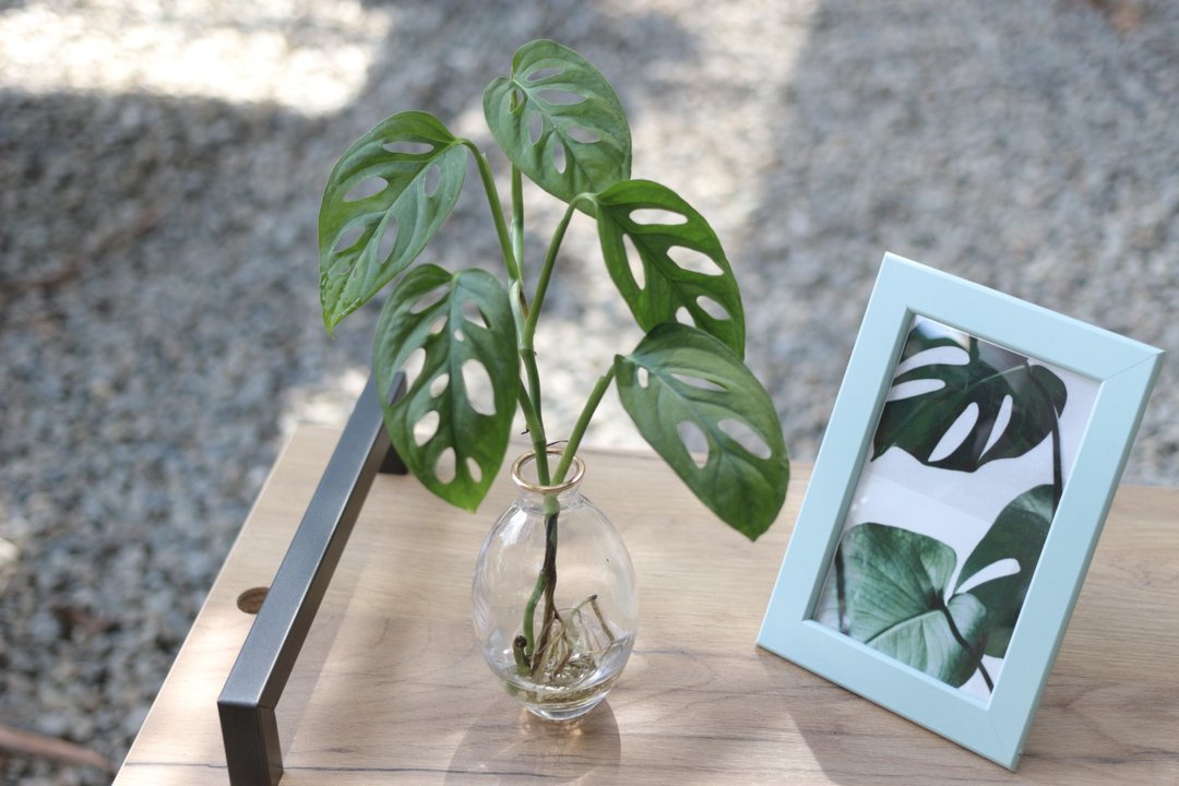 水培植栽│洞洞蔓绿绒_室内植物 办公室盆栽 店内摆设 - 植栽/盆栽 - 玻璃 